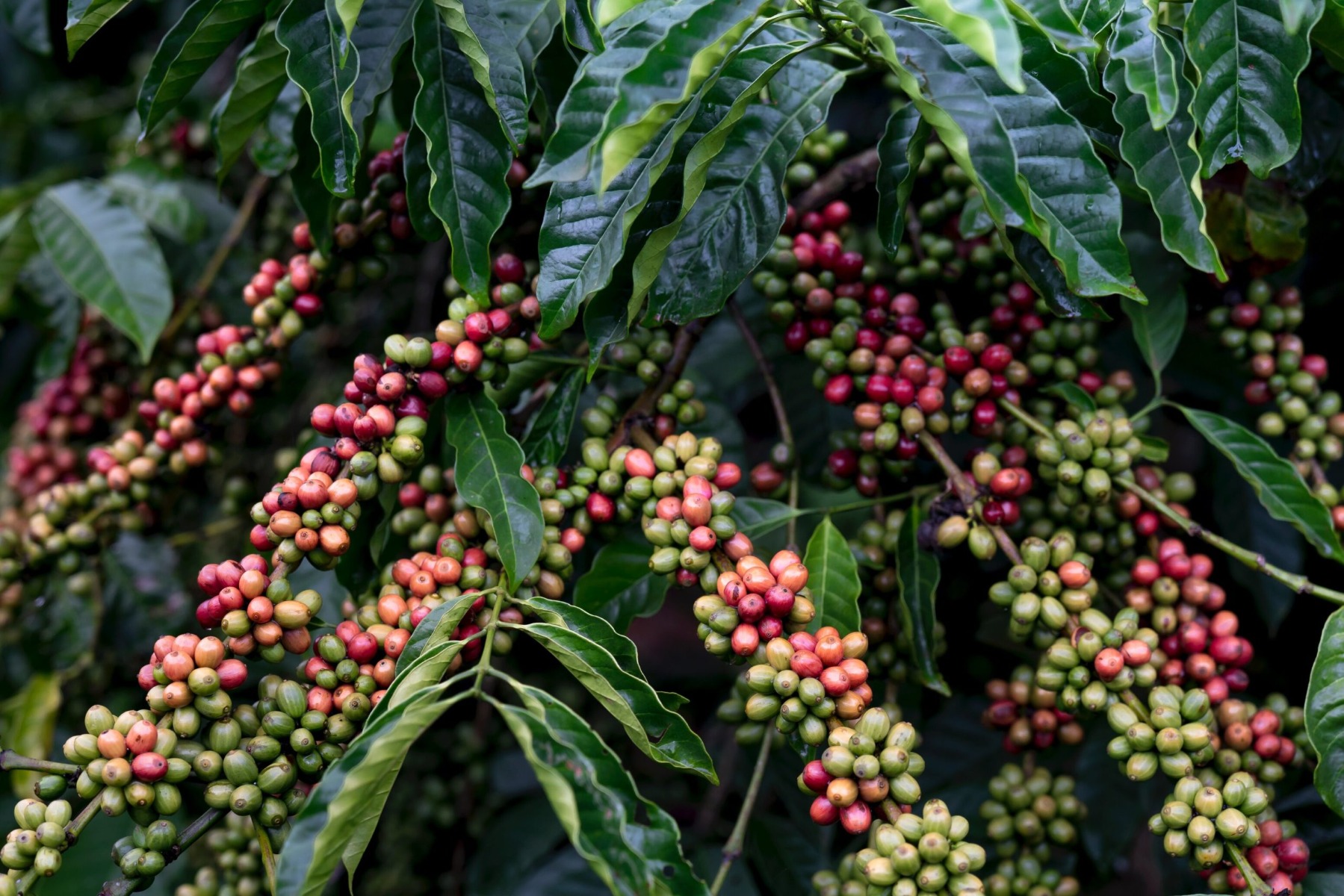 Arabica Coffee: The World’s Most Popular Coffee Bean